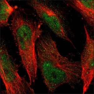 Anti-HFE2 antibody produced in rabbit HPA014472-100UL