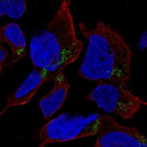 Anti-HFM1 antibody produced in rabbit 