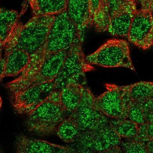 Anti-HHEX antibody produced in rabbit 