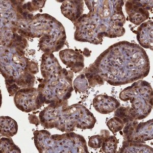 Anti-HIF3A antibody produced in rabbit 
