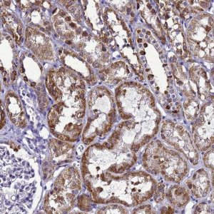 Anti-HIGD2A antibody produced in rabbit 