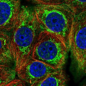 Anti-HIGD2A antibody produced in rabbit 