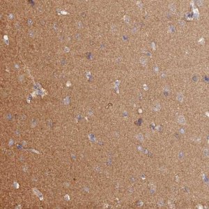 Anti-HINT1 antibody produced in rabbit 
