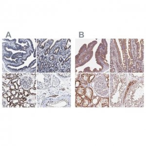Anti-HINT2 antibody produced in rabbit 