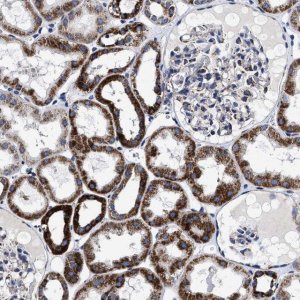 Anti-HINT2 antibody produced in rabbit 