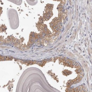 Anti-HINT3 antibody produced in rabbit 