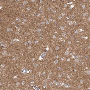 Anti-HINT3 antibody produced in rabbit 