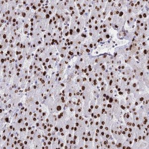 Anti-HIST1H1A antibody produced in rabbit 
