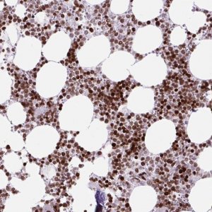 Anti-HIST1H1C antibody produced in rabbit 