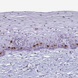 Anti-HIST4H4 antibody produced in rabbit HPA042201-100UL