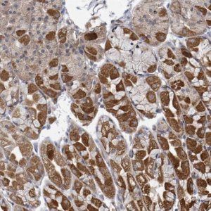 Anti-HIVEP1 antibody produced in rabbit 
