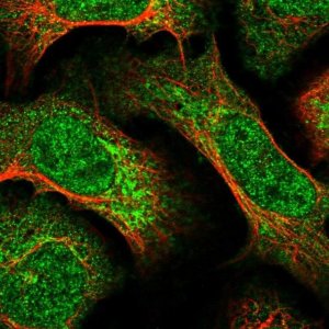 Anti-HIVEP1 antibody produced in rabbit 