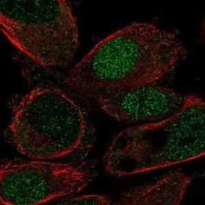 Anti-HLF antibody produced in rabbit 