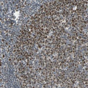 Anti-HLX antibody produced in rabbit 