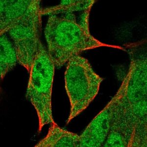 Anti-HLX antibody produced in rabbit 