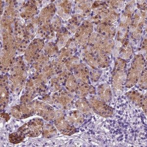 Anti-HMCN2 antibody produced in rabbit 