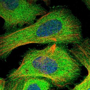 Anti-HN1L antibody produced in rabbit 