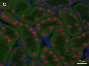 Anti-HNF1B antibody produced in rabbit 