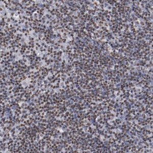 Anti-HNRNPA2B1 antibody produced in rabbit HPA001666-100UL
