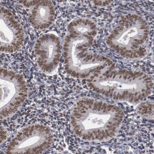 Anti-HNRNPA2B1 antibody produced in rabbit HPA001666-100UL