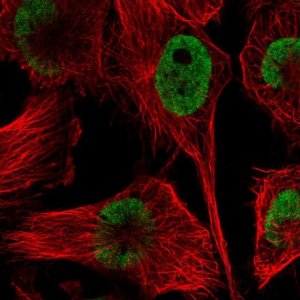 Anti-HNRNPDL antibody produced in rabbit 