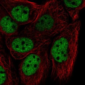 Anti-HNRNPF antibody produced in rabbit 