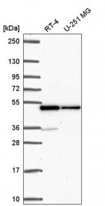 Anti-HNRNPF antibody produced in rabbit 