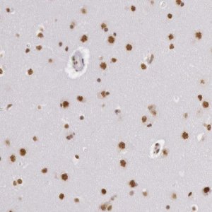Anti-HNRNPH2 antibody produced in rabbit 