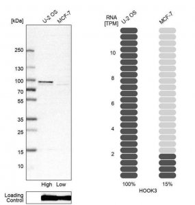 Anti-HOOK3 antibody produced in rabbit 