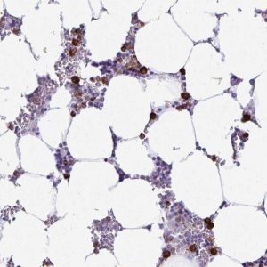 Anti-HOXB4 antibody produced in rabbit 