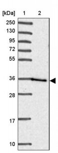 Anti-HOXC13 antibody produced in rabbit 