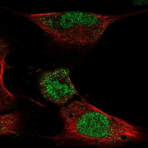 Anti-HOXC4 antibody produced in rabbit 