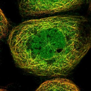 Anti-HOXC8 antibody produced in rabbit 