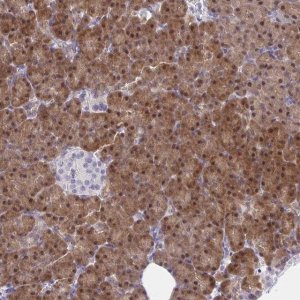 Anti-HOXD12 antibody produced in rabbit 
