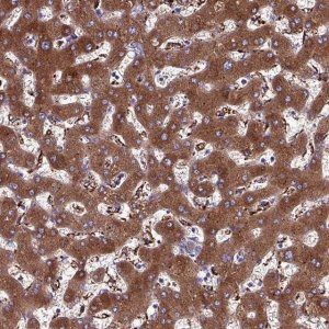 Anti-HP antibody produced in rabbit HPA047750-100UL