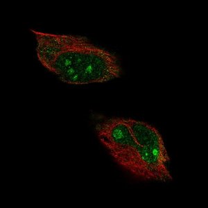 Anti-HPF1 antibody produced in rabbit 