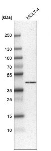 Anti-HPF1 antibody produced in rabbit 