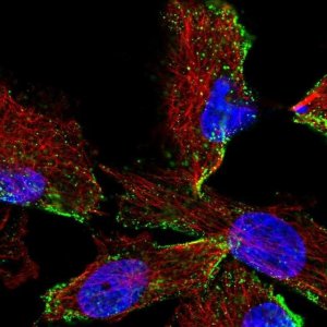 Anti-HPS3 antibody produced in rabbit 