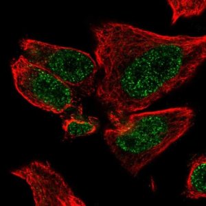 Anti-HR antibody produced in rabbit 