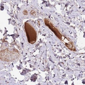 Anti-HRG antibody produced in rabbit 