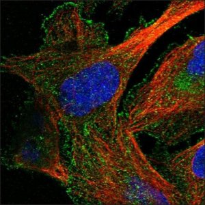 Anti-HRH1 antibody produced in rabbit HPA029740-100UL