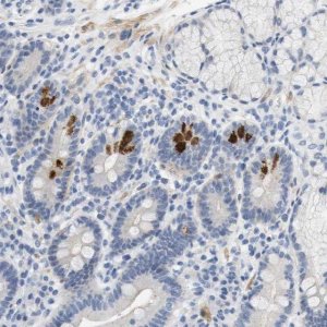Anti-HRH2 antibody produced in rabbit 