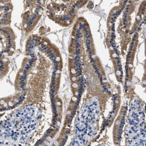 Anti-HS3ST2 antibody produced in rabbit 