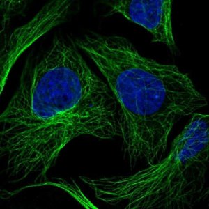 Anti-HS3ST3A1 antibody produced in rabbit 