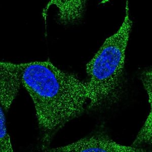 Anti-HS3ST3B1 antibody produced in rabbit 