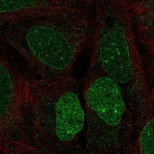 Anti-HS6ST3 antibody produced in rabbit 