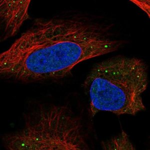 Anti-HSD11B1L antibody produced in rabbit 