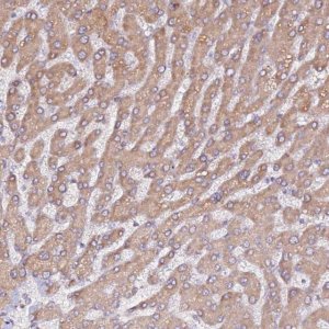 Anti-HSD17B7 antibody produced in rabbit 