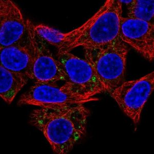 Anti-HSD3B7 antibody produced in rabbit 