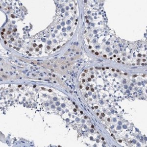 Anti-HSF2 antibody produced in rabbit 